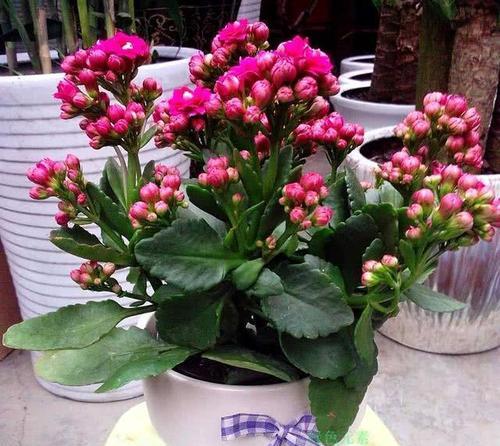 长寿花的花语是什么？如何正确养护长寿花？