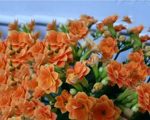 长寿花的寓意和象征是什么？如何正确养护长寿花？