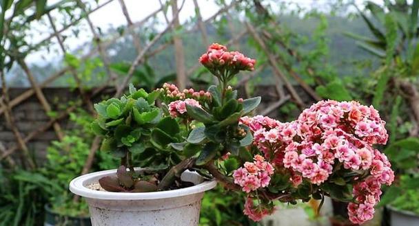 长寿花的寓意和象征是什么？如何正确养护长寿花？