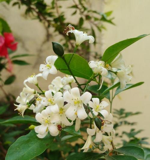 风车茉莉有香味吗？如何辨别茉莉花的香气？