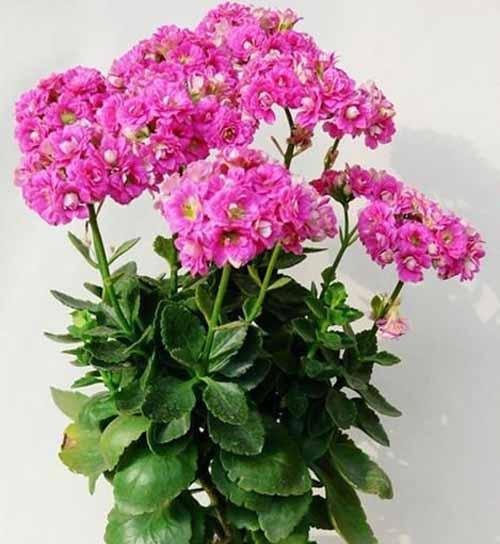 长寿花的花语象征和寓意是什么？