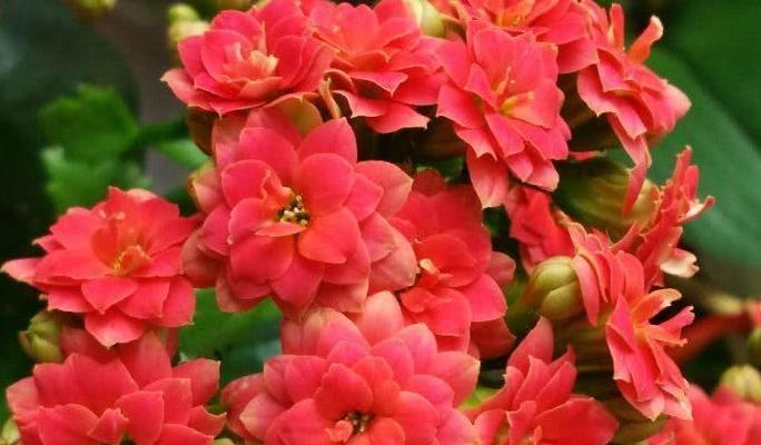 长寿花开花有什么含义？长寿花开花预示着什么？