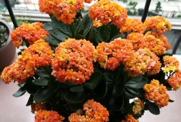 长寿花开花有什么含义？长寿花开花预示着什么？