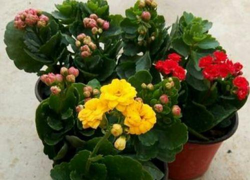 长寿花开花有什么含义？长寿花开花预示着什么？