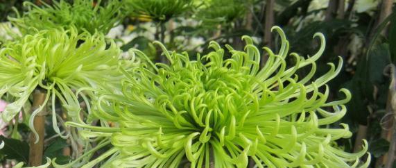 绿菊花的花语含义是什么？如何正确解读绿菊的象征意义？