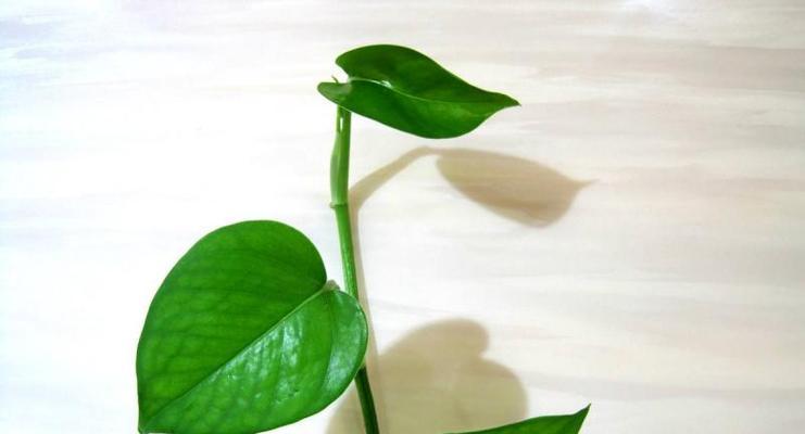 绿萝的花语和寓意象征着什么意思？如何正确解读绿萝的象征意义？