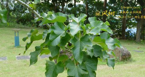 风车木是什么木材？它的特点和用途有哪些？