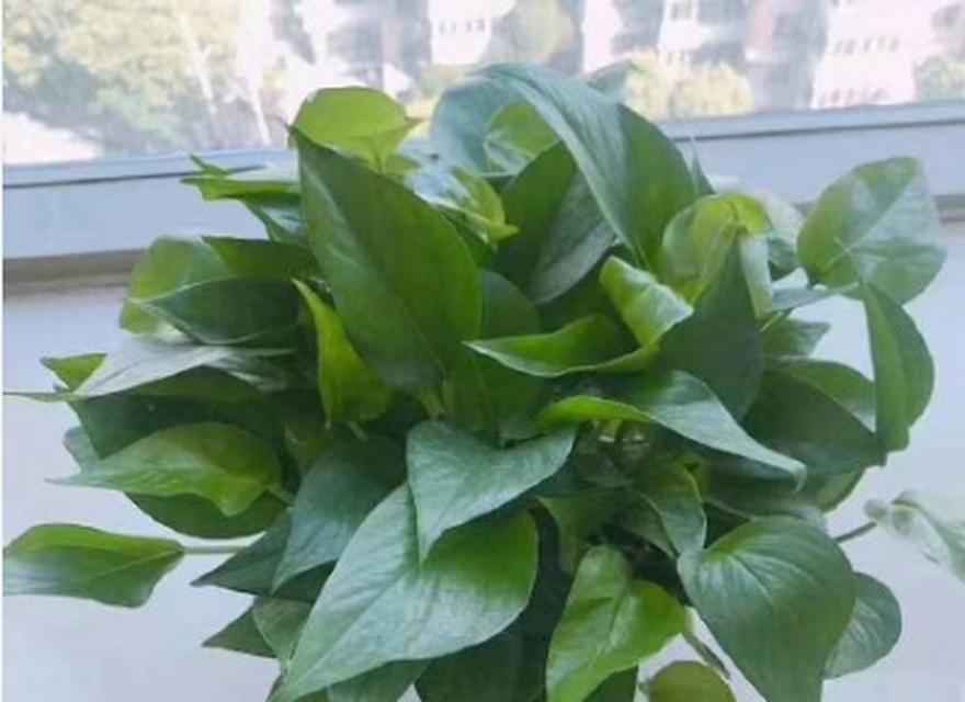 绿萝开花真的预示着好运吗？揭秘绿萝开花的含义？