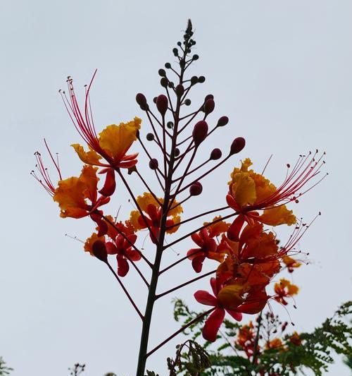 风凰花什么时候开花？几月份是最佳观赏期？