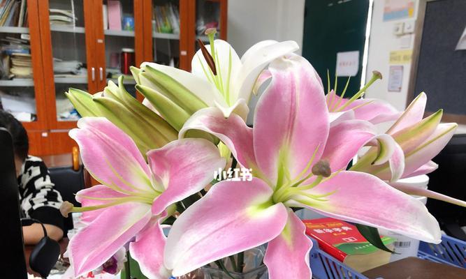 罗宾百合花语代表什么意思？如何正确解读罗宾百合的花语含义？