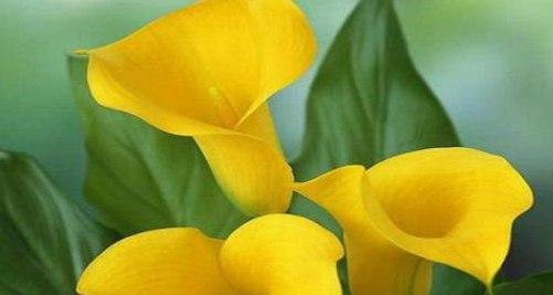 马蹄莲的花语代表什么？如何解读马蹄莲的深层含义？