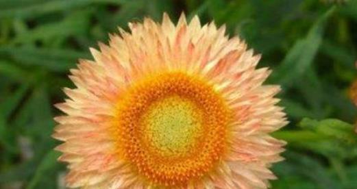 麦秆菊的花语是什么？它的寓意有哪些常见问题解答？