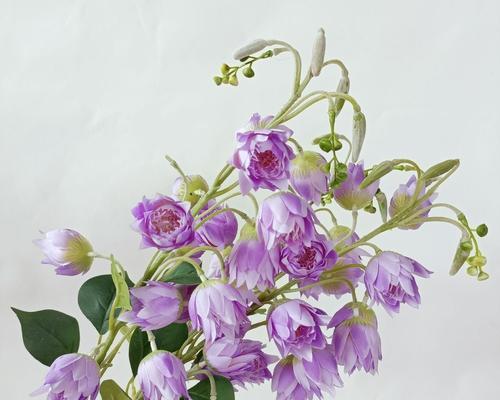 风铃花插花怎么养？有哪些注意事项和养护技巧？