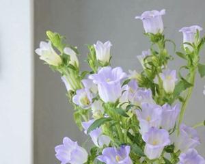 风铃花插花怎么养？有哪些注意事项和养护技巧？