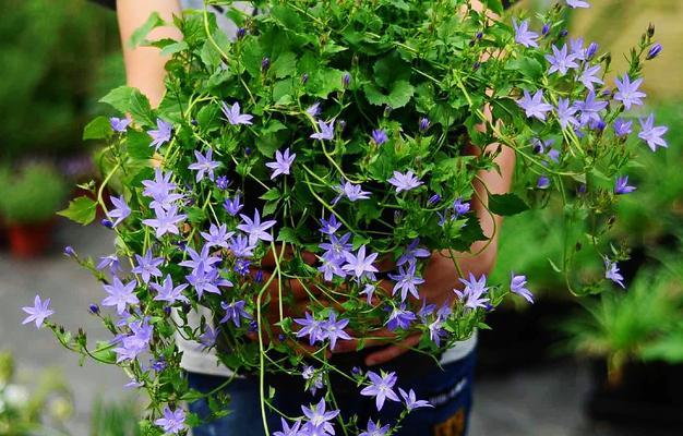 风铃花什么时候开花？花期持续多久？
