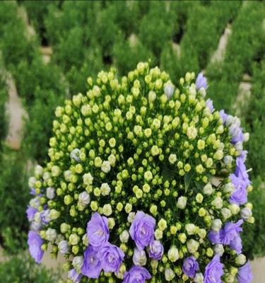 风铃花什么时候开花？花期持续多久？