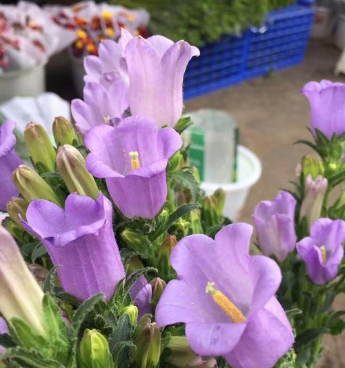 风铃花什么时候开花？花期持续多久？