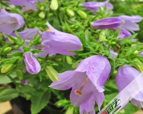风铃花多久浇一次水？如何正确养护风铃花？