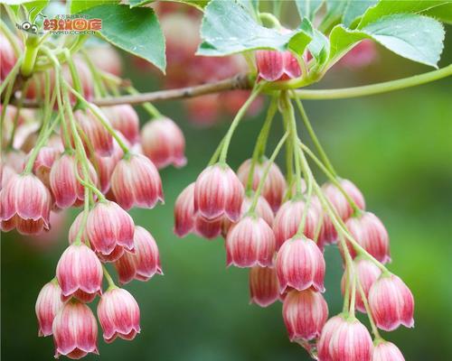 盆栽风铃花好养吗？养殖方法有哪些？