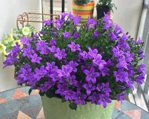 盆栽风铃花好养吗？养殖方法有哪些？