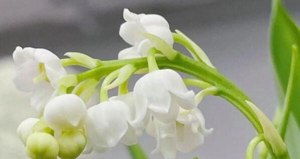 风铃花什么时候开花？最佳开花时间是几月份？