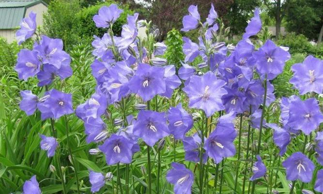 风铃花什么时候开花？最佳开花时间是几月份？