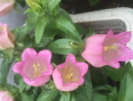 风铃花什么时候开花？最佳开花时间是几月份？