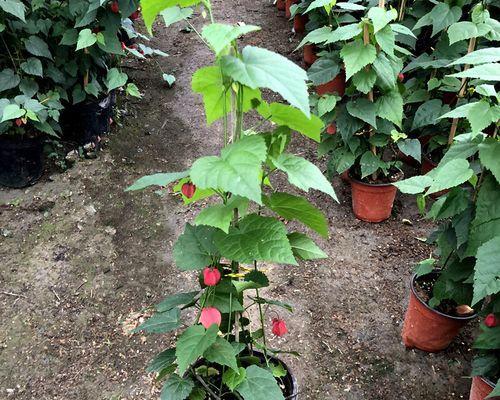 风铃花室内养殖可行吗？需要注意哪些事项？