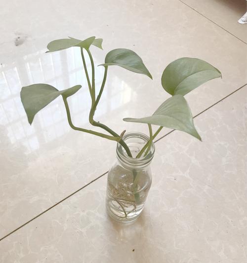 风铃花水养技巧有哪些？水养过程中应注意什么问题？