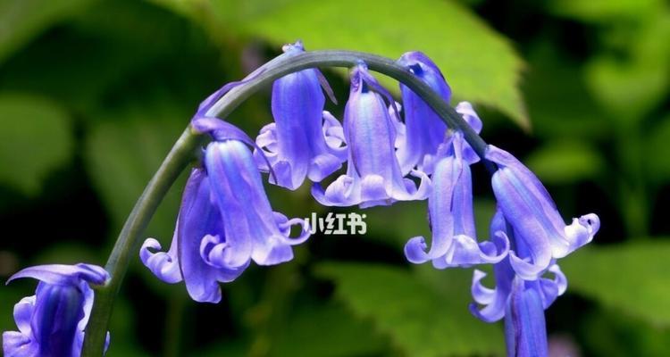 风铃花醒花技巧是什么？如何正确唤醒风铃花的美丽？