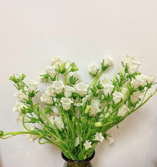 风铃花醒花技巧是什么？如何正确唤醒风铃花的美丽？