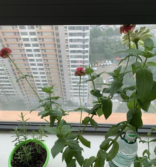 风铃花修剪方法有哪些？如何正确修剪风铃花？