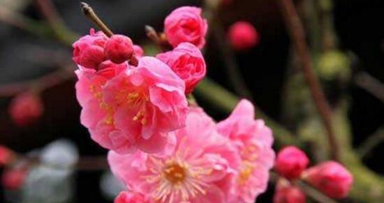 梅花代表什么花语？梅花的花语有哪些含义？