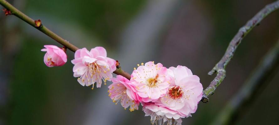 梅花代表什么花语？梅花的花语有哪些含义？