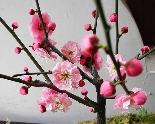 梅花象征的生肖是什么？梅花与生肖有何关联？