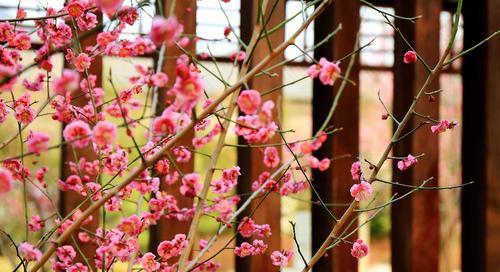梅花象征的生肖是什么？梅花与生肖有何关联？
