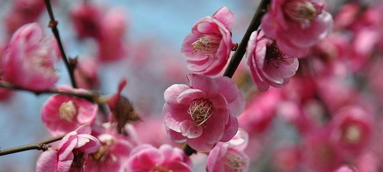 梅花的花语是什么？梅花代表的意义有哪些？