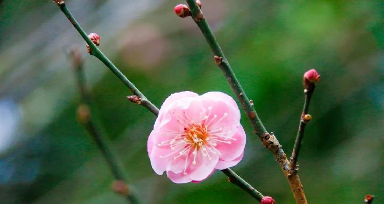 梅花的花语是什么？梅花象征着什么寓意？