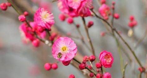 梅花的花语是什么？梅花象征着什么寓意？