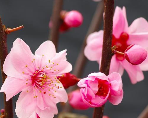 梅花象征着什么？梅花能代表哪些人的特质？