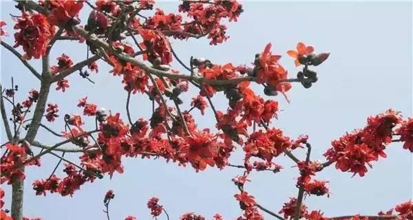 梅州市花梅花象征什么？梅花寓意有哪些？