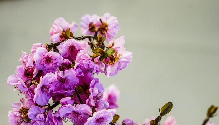 梅州市花梅花象征什么？梅花寓意有哪些？