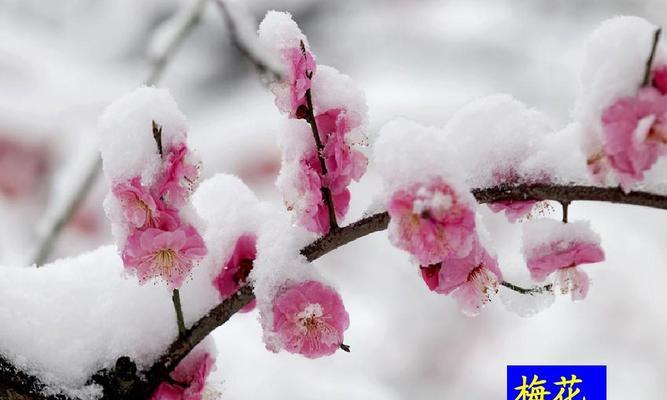 梅州市花梅花象征什么？梅花寓意有哪些？