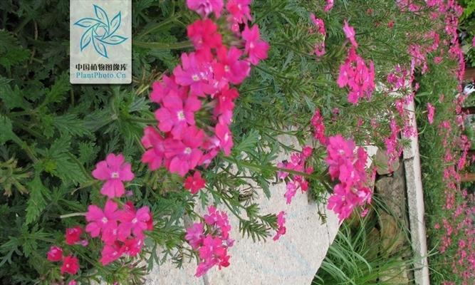美女樱开花的花语是什么？它的寓意又代表着什么？