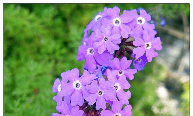 美女樱开花的花语是什么？它的寓意又代表着什么？