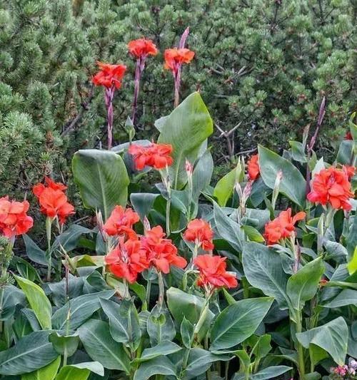 美人蕉花象征着什么？美人蕉花的寓意有哪些？