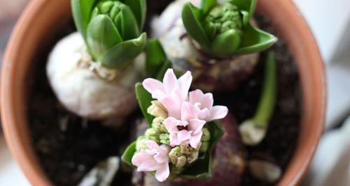风信子种球保存方法是什么？如何确保来年花开？