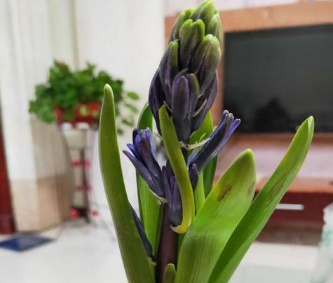风信子的种子是什么样子的？如何正确识别风信子种子？