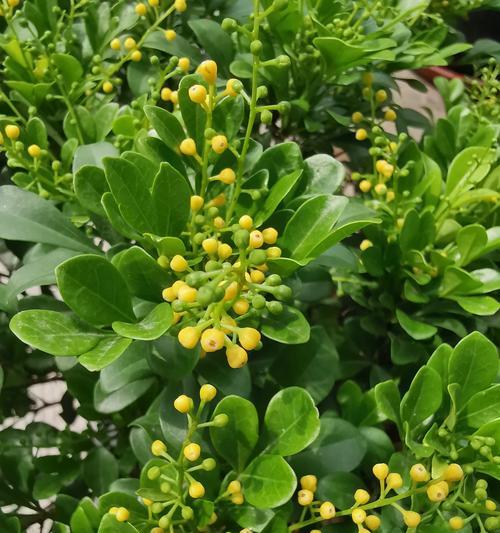 米兰花语代表什么意思？如何正确理解米兰的花语含义？