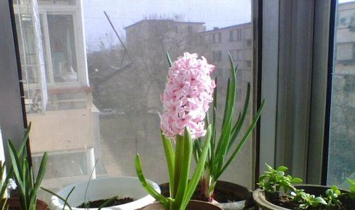风信子冬天开花吗？如何在冬季养护风信子使其开花？